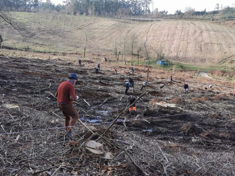 PLANTACION CASTIÑEIROS