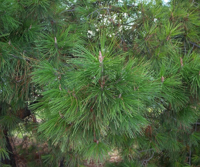 1.Pinus_radiata_foliage