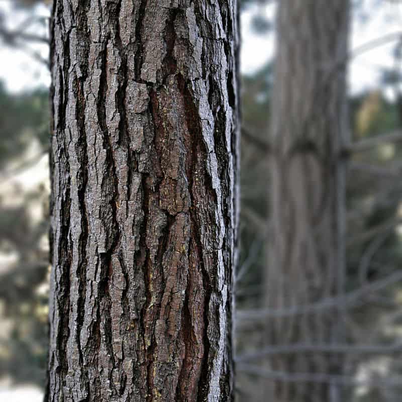 800px-Pinus radiata_bark