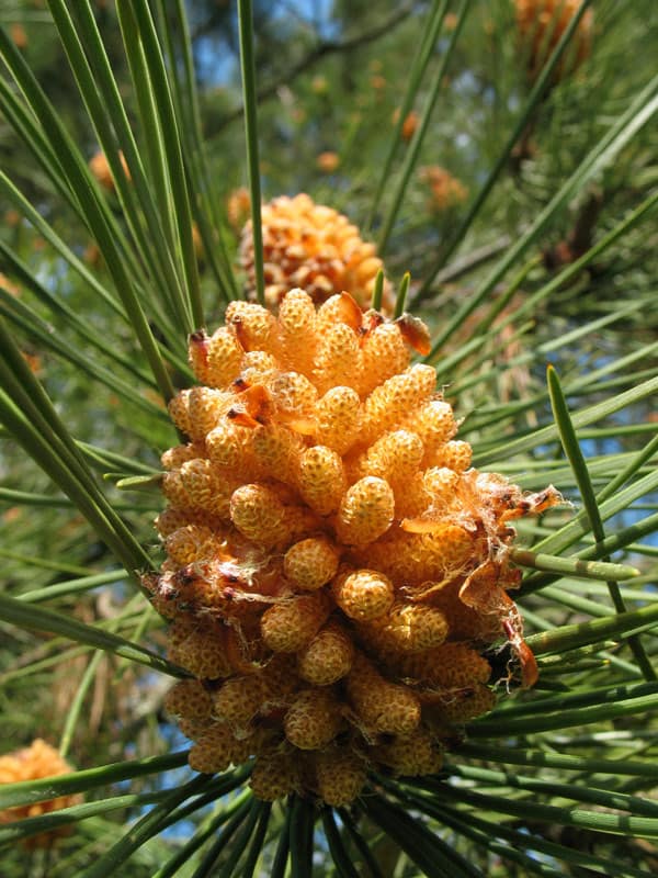 Flor_do_piñeiro Pinus pinaster