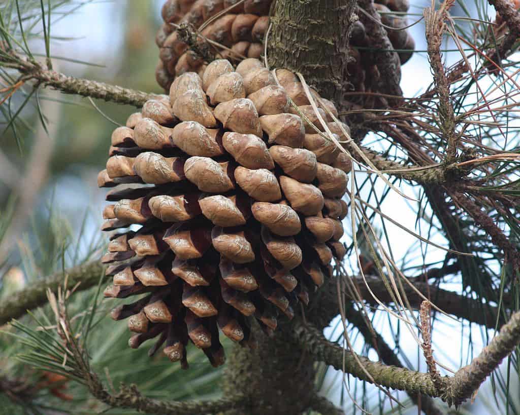 Pinus_radiata_cone