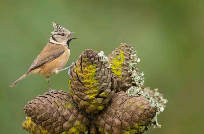 Ferreiriño capuchino